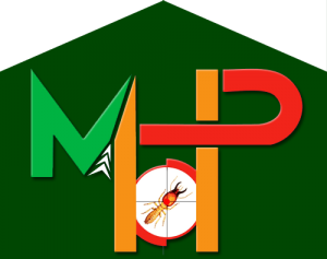 Diệt mối tại Vũng Tàu